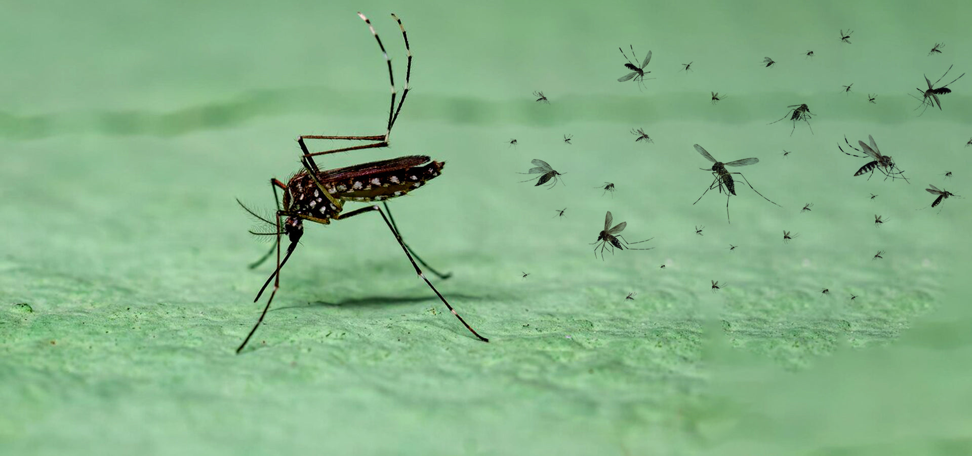 Mosquitoes