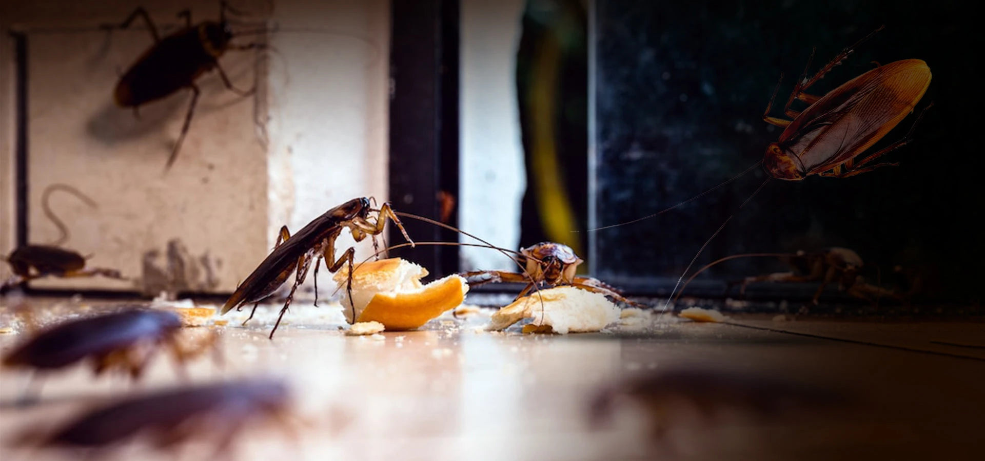 Cockroaches