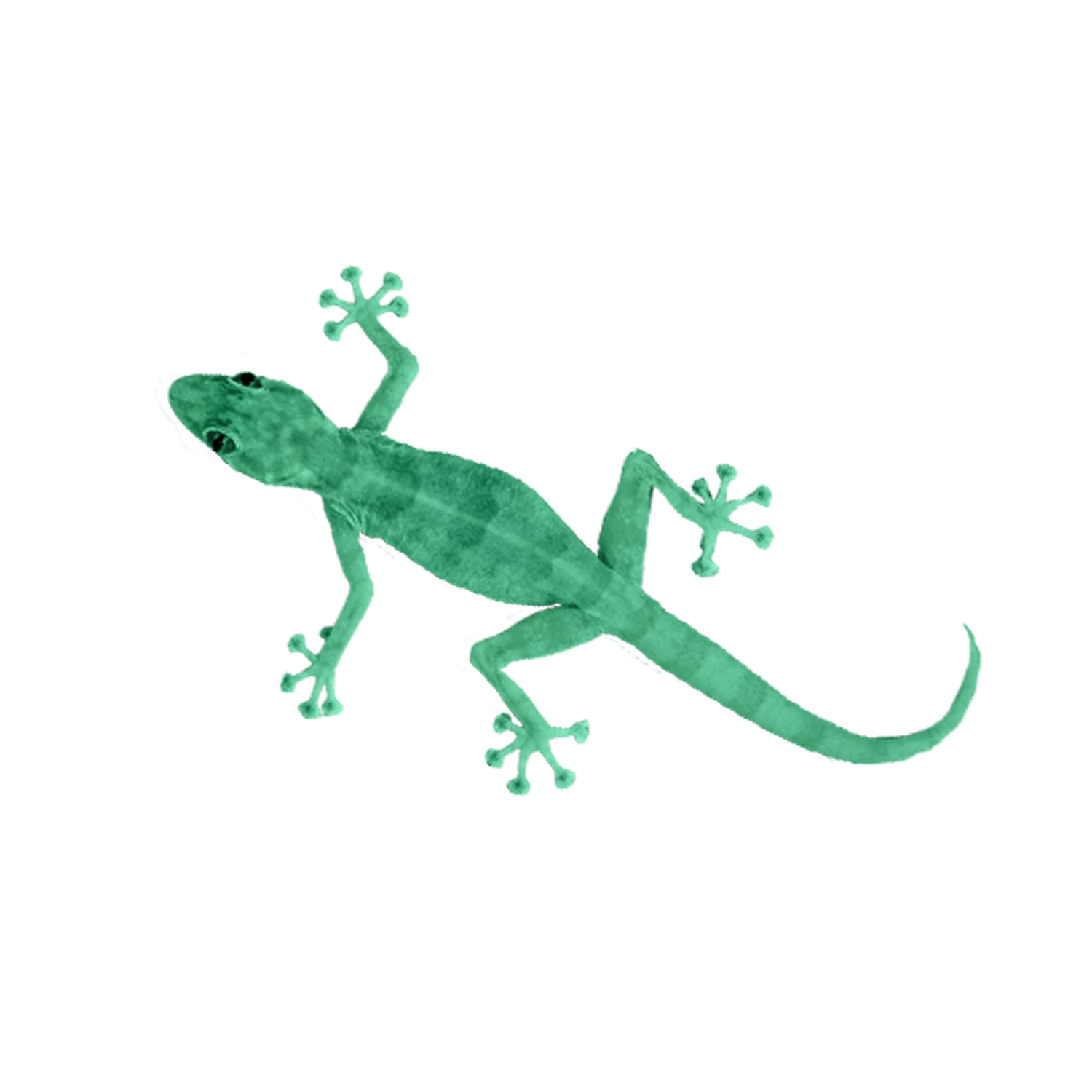 Lizard | Small Insects