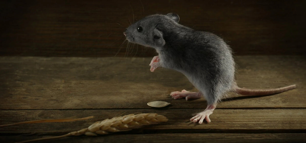 Rats | Rodents – Jungle Pest