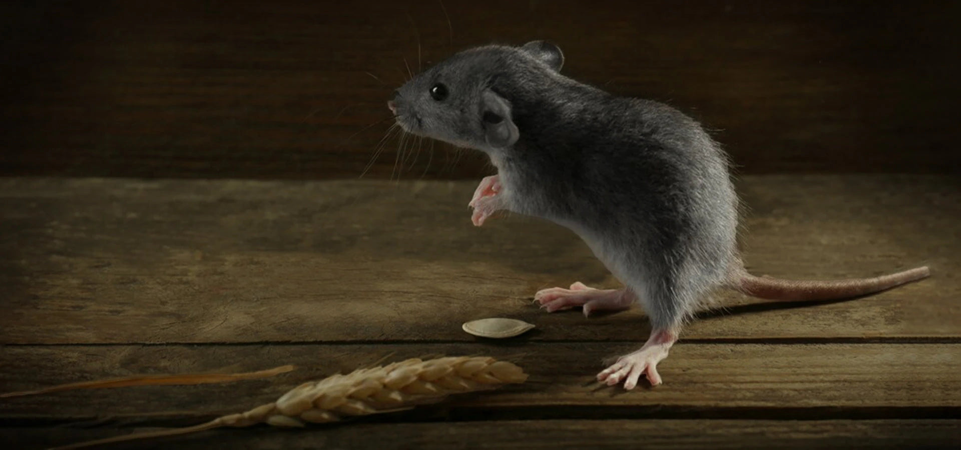 Rats | Rodents