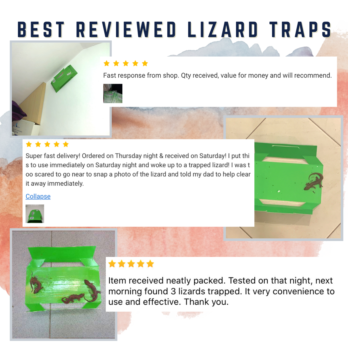 Controz Lizard Sticky Traps | bundle deal