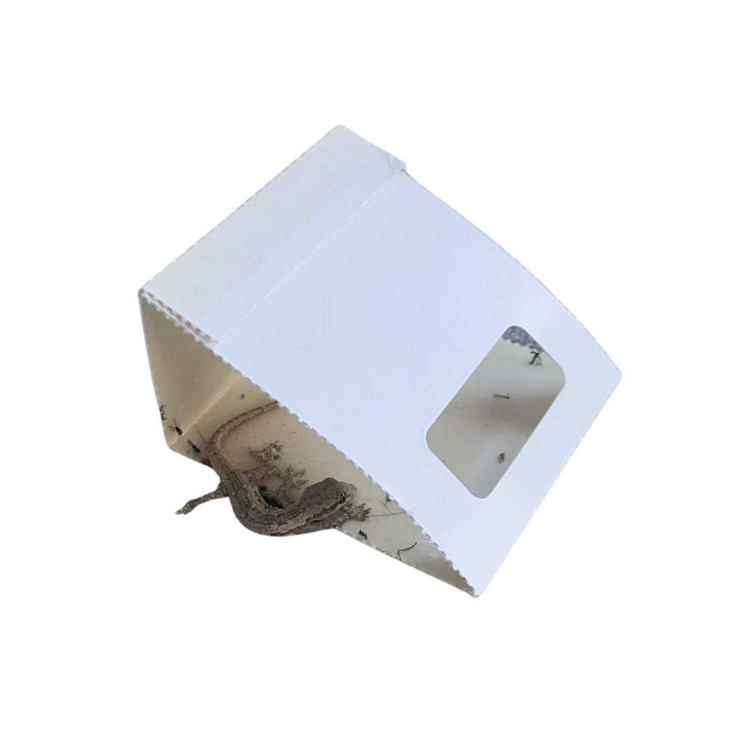 Controz ICE Mini Sticky Traps