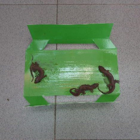 Controz Lizard Sticky Traps | bundle deal